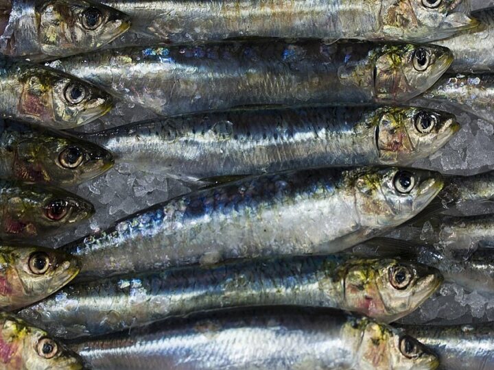 Sardines entières sur un étal de poissonnerie.