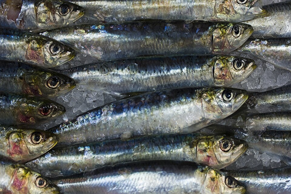 Sardines entières sur un étal de poissonnerie.