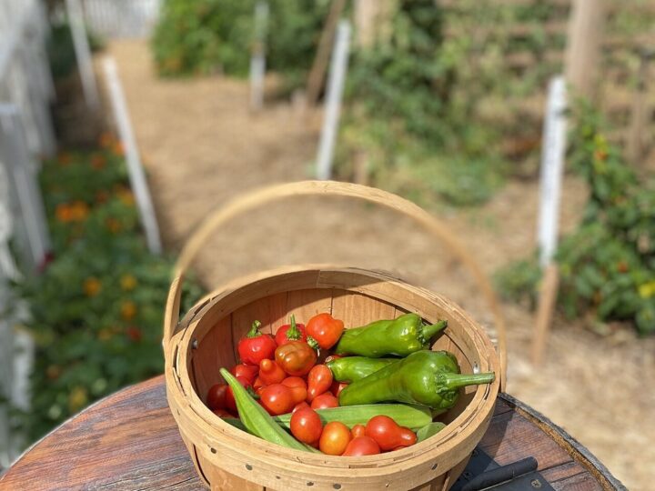 Panier de tomates rouges et de poivrons verts dans un jardin.