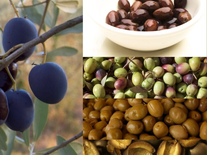 Olives sur une branche, dans un bol et en gros plan.