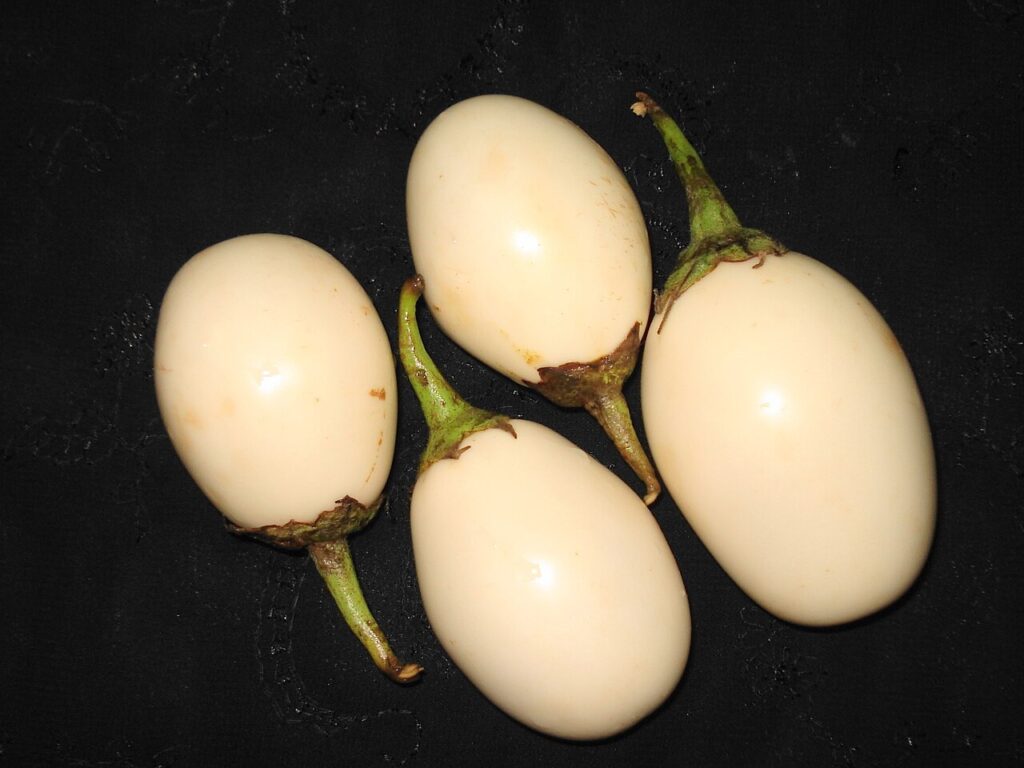 Petites aubergines blanches entières sur un fond sombre.